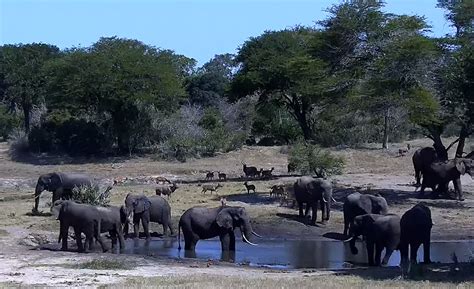 tembe elephant park webcam|Tembe Elephant Park 